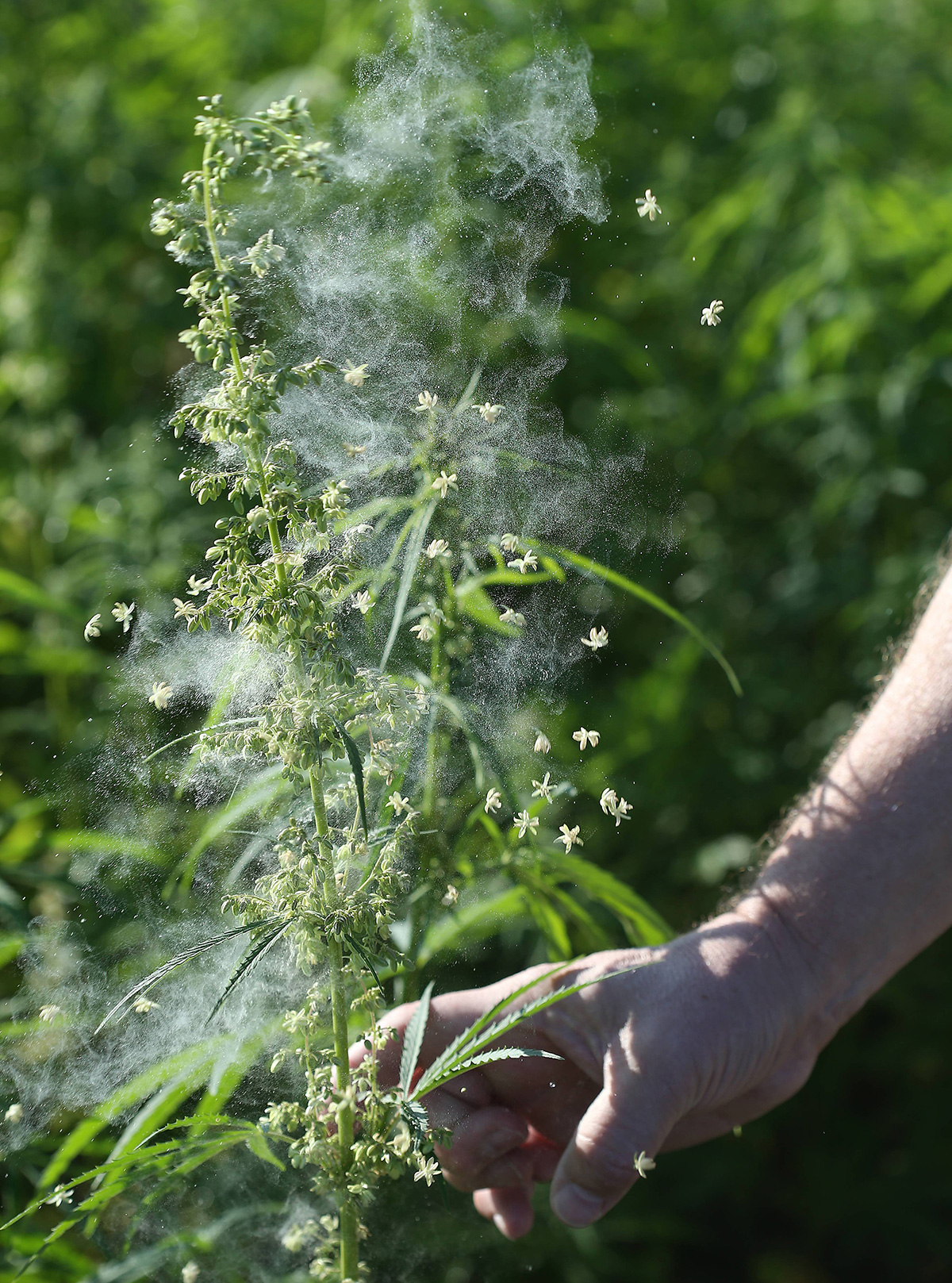 Image result for hemp pollen